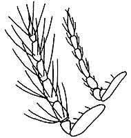 closterocerus texanus antennae.JPG (18986 bytes)