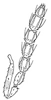 Allocerastichus female antenna.JPG (8840 bytes)