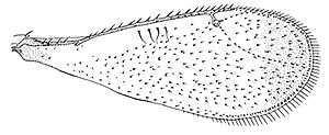 Allocerastichus wing.JPG (17786 bytes)