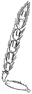Baryscapus male antenna.JPG (12510 bytes)