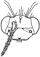 achrysocharoides arienascapus face.JPG (14847 bytes)