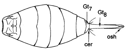 allocerastichus gaster.JPG (16545 bytes)