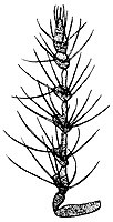 astichus arithmeticus male antenna.JPG (13886 bytes)