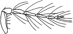 callifrons male antenna.JPG (16169 bytes)