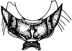 chrysocharis acutigaster propodeum.JPG (23768 bytes)