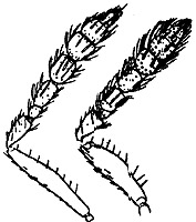 chrysocharis chlorus antennae.JPG (18453 bytes)