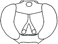 chrysocharis crassiscapus face.JPG (13362 bytes)