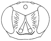 chrysocharis longitarsus face.JPG (16870 bytes)