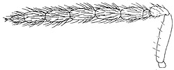 chrysocharis viridis female antenna.JPG (9259 bytes)