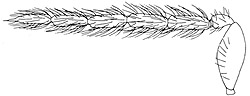 chrysocharis viridis male antenna.JPG (9125 bytes)