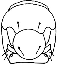 chrysonotomyia mesosoma.JPG (19567 bytes)