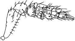 closterocerus female antenna.JPG (14535 bytes)