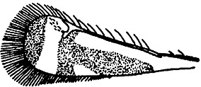 closterocerus tau wing.JPG (19325 bytes)