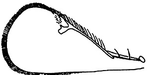 closterocerus vesiculis wing.JPG (11739 bytes)