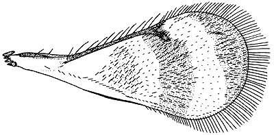 closterocerus wing.JPG (35133 bytes)