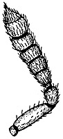 dasyeulophus female antenna.JPG (10214 bytes)