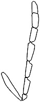 deutereulophus male antenna.JPG (6158 bytes)