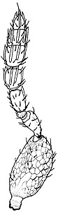 diaulinopsis callichroma male antenna.JPG (12167 bytes)
