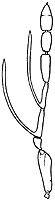 dicladocerus male antenna.JPG (5823 bytes)