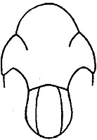 diglyphus chabrias mesosoma.JPG (9830 bytes)