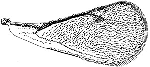 diglyphus pulchripes male forewing.JPG (22765 bytes)