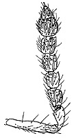 dimmockia female antenna.JPG (10619 bytes)