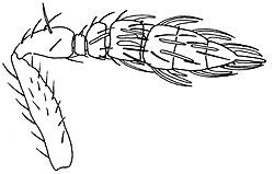 entedononecremnus female antenna.JPG (14987 bytes)