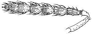 euderus female antenna.JPG (13603 bytes)