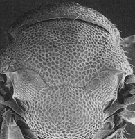 eulophus mesoscutum.JPG (25515 bytes)
