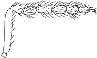 grahamia female antenna.JPG (9404 bytes)