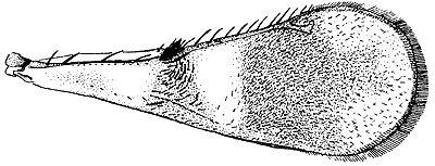 hoplocrepis wing.JPG (29776 bytes)