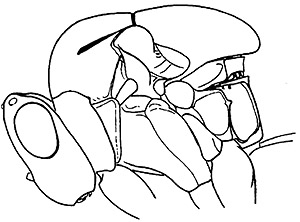 hubbardiella mesosoma.JPG (24742 bytes)