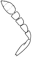microlycus erdoesi female antenna.JPG (8014 bytes)