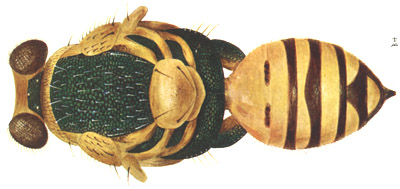 microlycus pulcherrimus.JPG (31181 bytes)