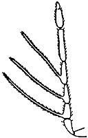 necremnus leucarthros male antenna.JPG (10526 bytes)