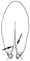 omphale aureopurpurea genitalia.JPG (8061 bytes)