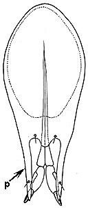 perditorulus longiparameratus genitalia.JPG (13957 bytes)