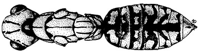 zagrammosoma americanum.JPG (24262 bytes)