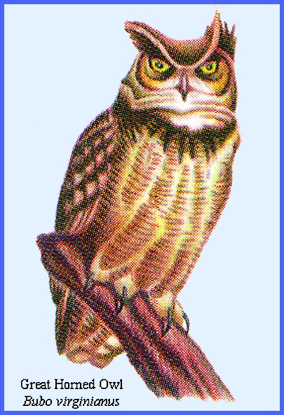Occhio Di Aquila Owl, Occhio Del Gufo Dell'Aquila Eurasiano, Bubo