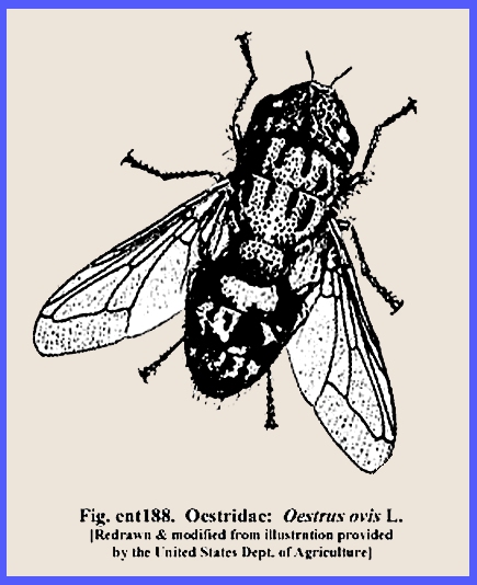 Oestrus ovis the sheep bot fly is a fly that deposits its larvae in the  nose of mammals like goats and sheep and can cause serious damage Stock  Photo