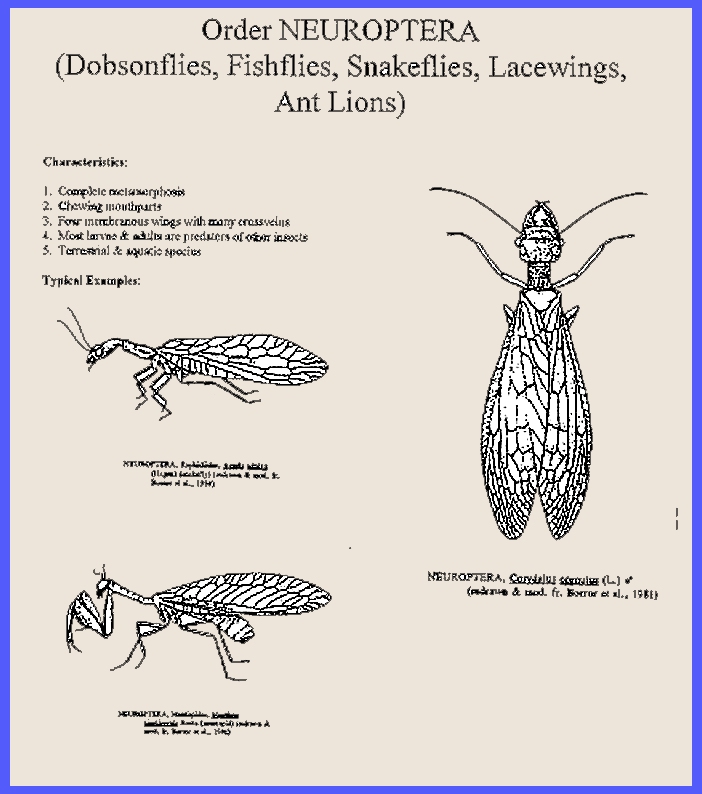 The Hind Wing of Coleoptera (Insecta): Morphology, Nomenclature
