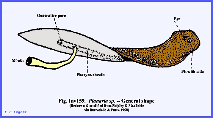 Platyhelminthes turbellaria planaria