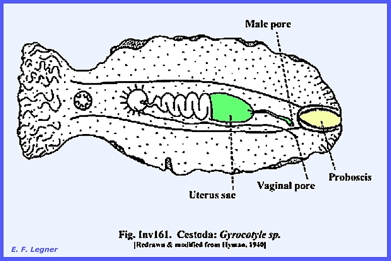 Rostellum platyhelminthes - Galandférgek - Rostellum platyhelminthes