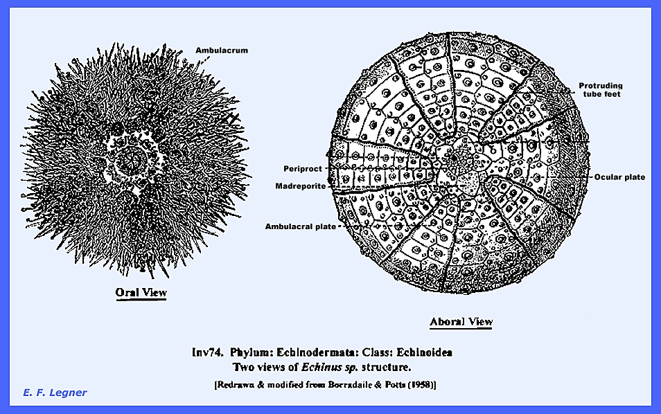 Habitat echinodermata