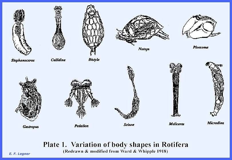 File: <rotifera