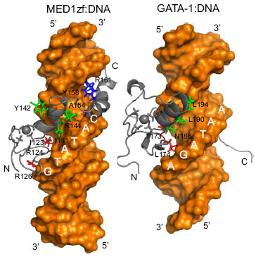 MED-1-DNA complex